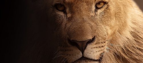 Astrologers say: Provocation is rife but you should not take the bait, Leo. - Image via Pixabay