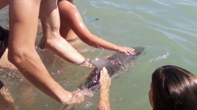 Baby delfino ucciso per le troppe attenzioni dei bagnanti