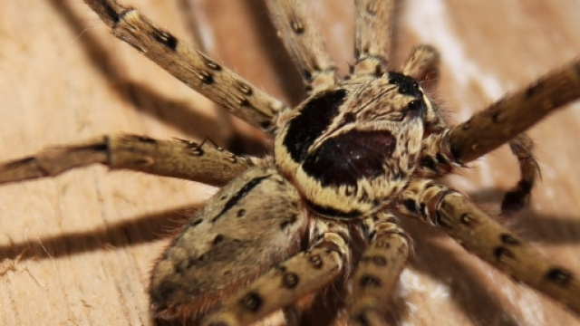 L'Aracnofobia, la paura irrazionale dei ragni &egrave; una delle pi&ugrave; comuni fobie