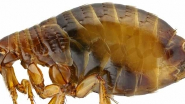 Nell'immagine un esemplare di pulce