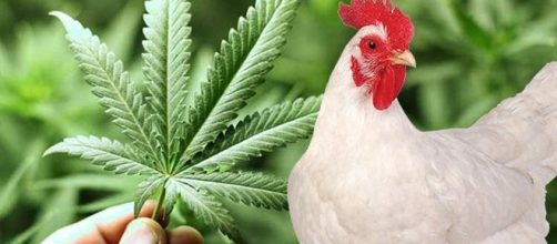 Galinhas comem p&eacute;s de maconha e causam tentativa de homic&iacute;dio (Foto internet)