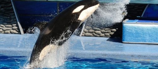 Killer Whale at SeaWorld via Flickr.