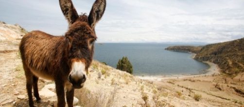 Jovens s&atilde;o infectados com raiva