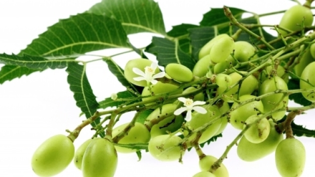 Le moringa oleifera: arbre magique