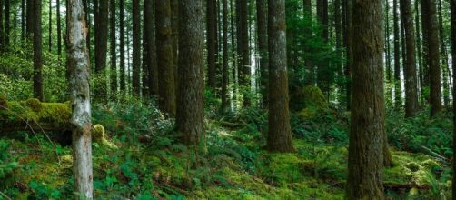 Woman lost in woods found after a month / Photo via Loren Kerns, Flickr