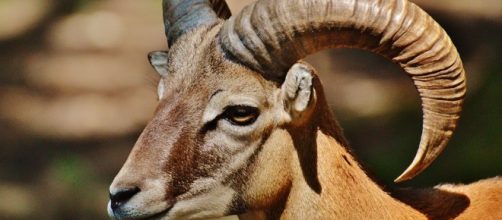 Daily horoscope for Aries - August 2 - Image via Pixabay