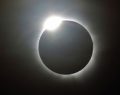 How do plants and animals react during a total solar eclipse?