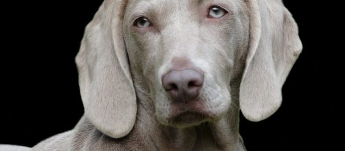 You can teach an old dog new tricks- Free images on Pixabay - pixabay.com