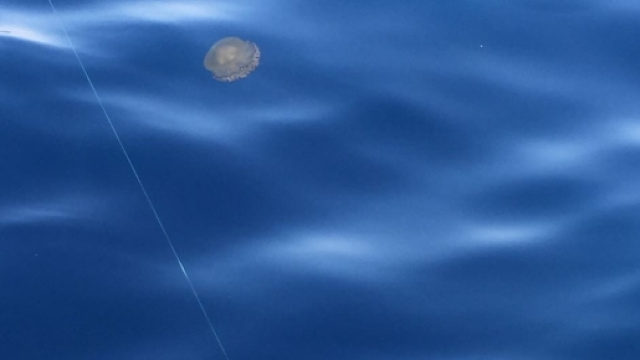 Alga tossica: ancora presente in Puglia.