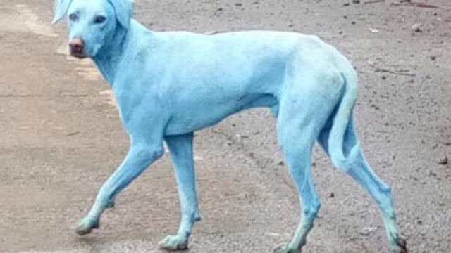 Il mistero dei cani blu a Mumbai. Fonte : Il Post
