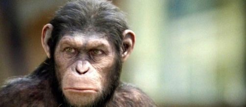 'Planet of the Apes: Last Frontier' video game announced / Photo via Ares Ryo, Flickr