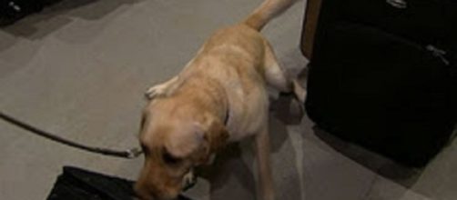 Dogs are putting their noses to work in the air to keep concert fans safe. Screencap CBS News/YouTubew