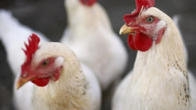 Allarme aviaria in Italia, Veneto colpito