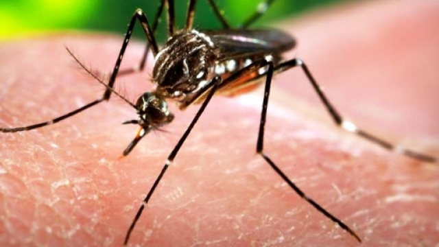 Caso di virus Zika a Bologna: scattano le misure preventive