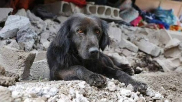 Un cane in mezzo alle macerie di un terremoto