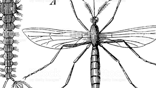 Zanzare, forse ti manca sapere una cosa