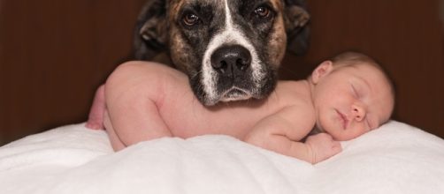 How can animal therapy or pet therapy be beneficial to children's lives?- Image via Pixabay.