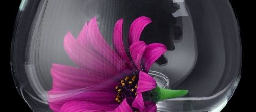 Embrace life. Image via Pixabay.