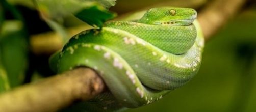 Study suggests that ancient snakes were good in swimming and burrowing [Image via Pixabay]