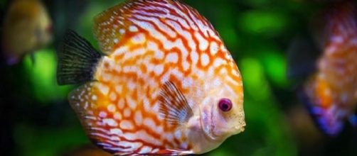 Warming ocean waters could shrink fish size by 30 percent, says study [Image: Pixabay]