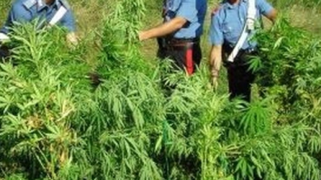 L'assessore comunale coltivava marijuana con il fratello ... - leggo.it