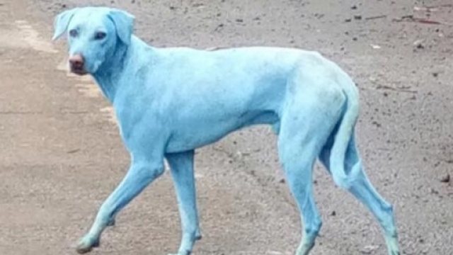 Un cane blu della citt&agrave; di Mumbai (India)