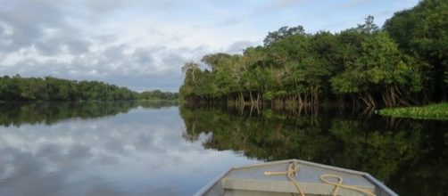 The Amazon rainforest has existed for at least 55 million years.[Image via Pixabay.com]