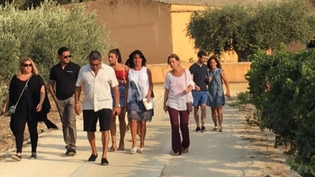 Vendemmia 2017 in Sicilia, tra i vigneti di Planeta a Sambuca di Sicilia: raccolta delle uve, visita in cantina, degustazioni vini
