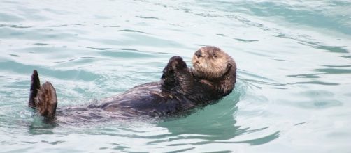 Leo, according to the stars, you should keep your head above water and not let the ups and downs of the waves disconcert you - Image via Pixabay.