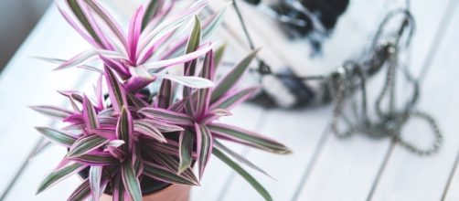 Four household plants with health benefits - Free images on Pixabay - pixabay.com