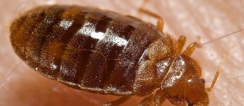 Oklahoma City has a lot of these bloodsucking bugs. WikiMedia Commons/Piotr Naskrecki