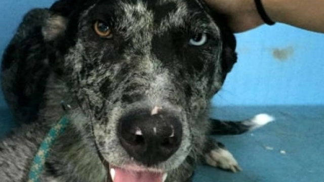 La cagnolina Mara, viva per miracolo