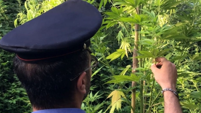 Piantagione di marijuana scoperta a Borgaro (foto d'archivio)