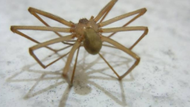 Ragno violino colpisce ancora (negli stivali): uomo rischia di ... - intelligonews.it