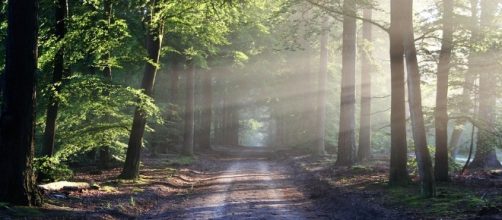 Different path. Image via Pixabay.