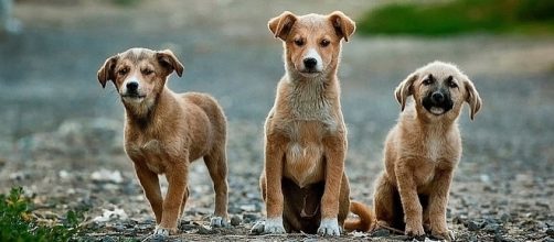 National Dog Day is August 26 [Image: pixabay.com]