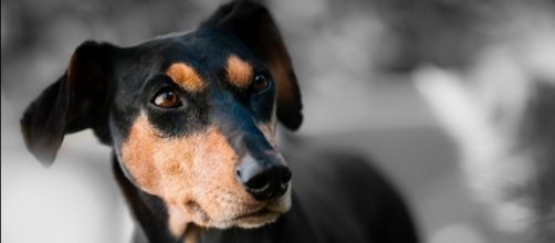 San Francisco "dog poop protest" blocked by a fence [Image: Pixabay/CC0]