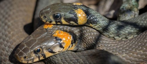 Taylor Swift's revenge, aggression, and victim-mentality revealed in latest single (Image source: Pixabay -- photo by JarkkoManty)