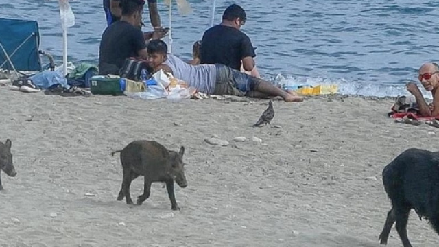 Savona, cinghiali in spiaggia tra i bagnanti