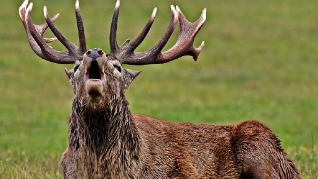 Cervus elaphus | mammals, Cervus elaphus, Red Deer | nature-photogallery.eu