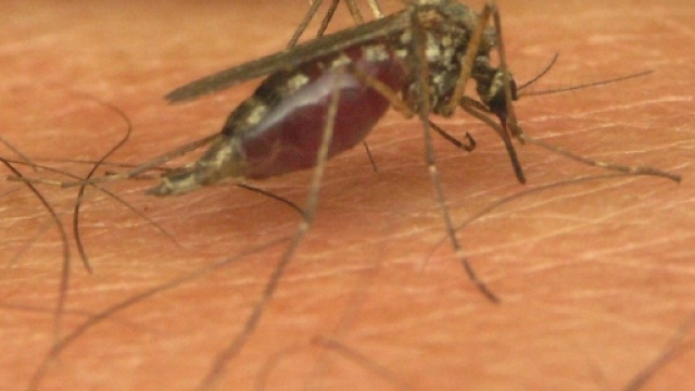 Salute, West Nile compare a Livorno