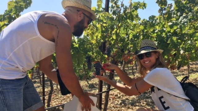 La vendemmia pi&ugrave; grande d'Europa in Sicilia, confermato successo per il Mandrarossa Vineyard Tour 2017 a Menfi