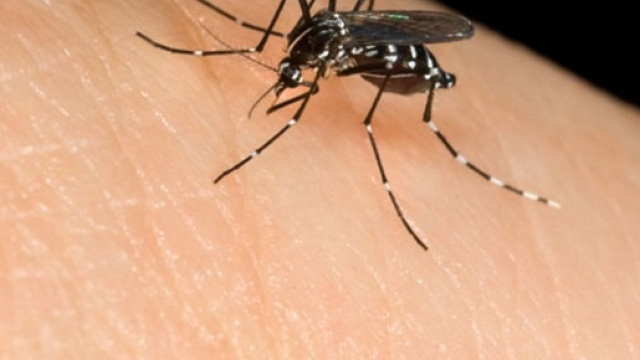 Malattia di West Nile, sta bene l'uomo colpito dal virus delle zanzare - ilpiacenza.it