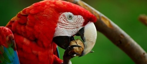 A parrot put his dead owner's wife behind bars [Image: Pixabay/CC0]