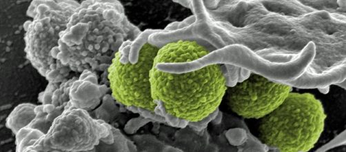 Bacteria superbugs via Pixabay