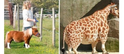 Eles s&atilde;o lindos e pequeninos ( Fotos - Reprodu&ccedil;&atilde;o )