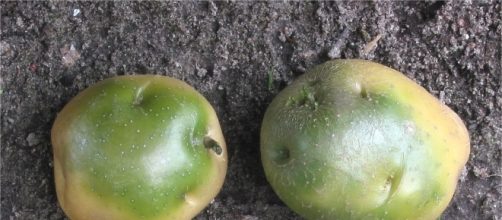 Potatoes that can kill - Rasbak via Wikimedia Commons