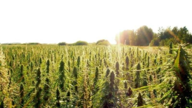 In Cina la coltivazione della cannabis diventa legale