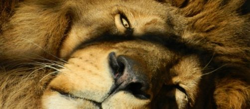 Free photo: Leo, Dream, Pry - Free Image on Pixabay - 2003719 - pixabay.com