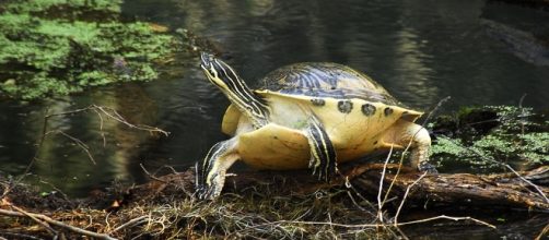 LoveScope for Gemini courtesy of Flickr.